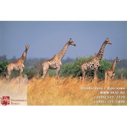 freska_photo-collection_zhivotnye_070