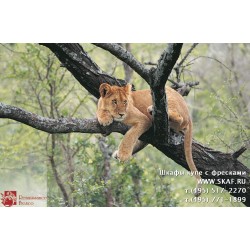 freska_photo-collection_zhivotnye_071