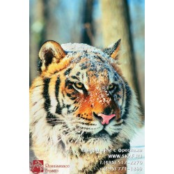 freska_photo-collection_zhivotnye_072