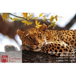 freska_photo-collection_zhivotnye_086