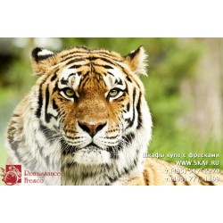 freska_photo-collection_zhivotnye_087